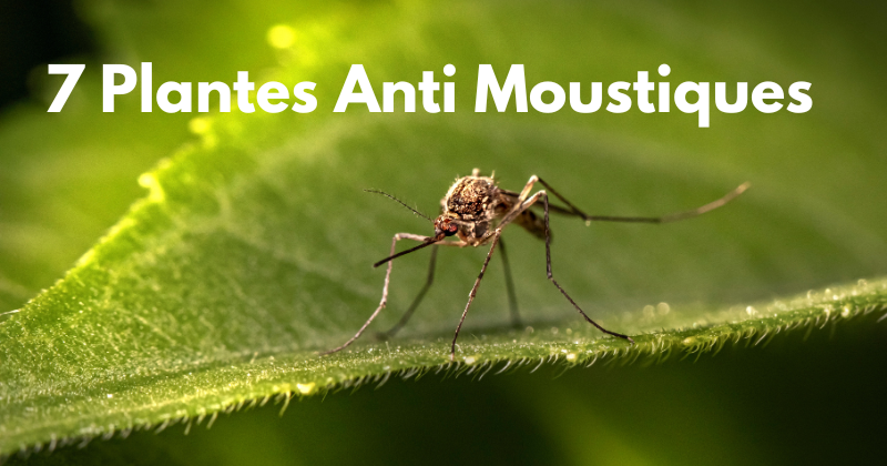 plantes anti moustiques sur votre balcon