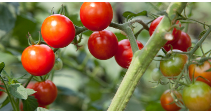 légumes faciles à cultiver
