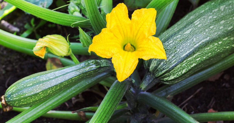 légumes faciles à cultiver