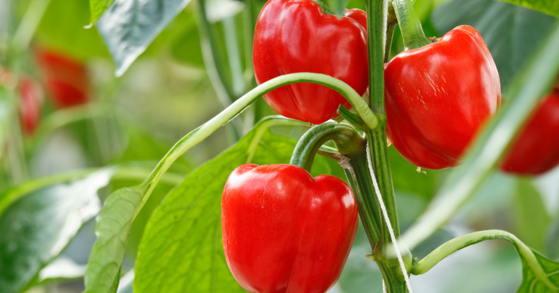 légumes faciles à cultiver