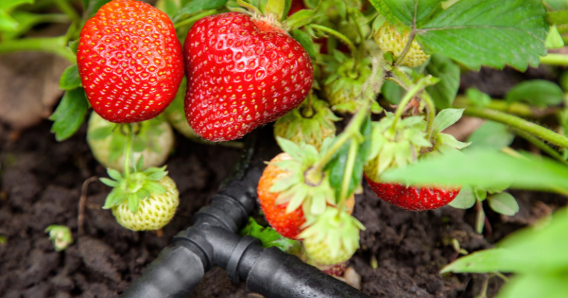 comment faire pousser des fraises