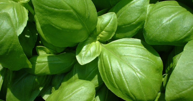 plantes anti moustiques sur votre balcon