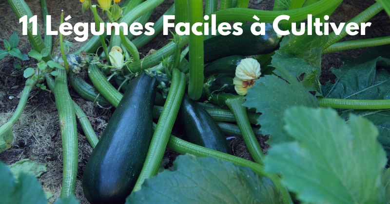 légumes faciles à cultiver