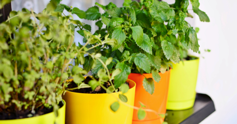 Herbes à Cultiver en Pots