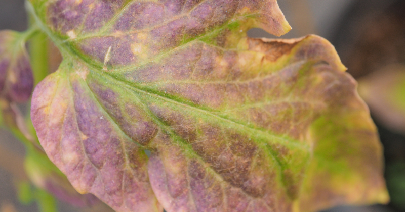 Les carences des plantes