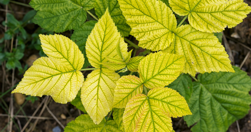 Les carences des plantes