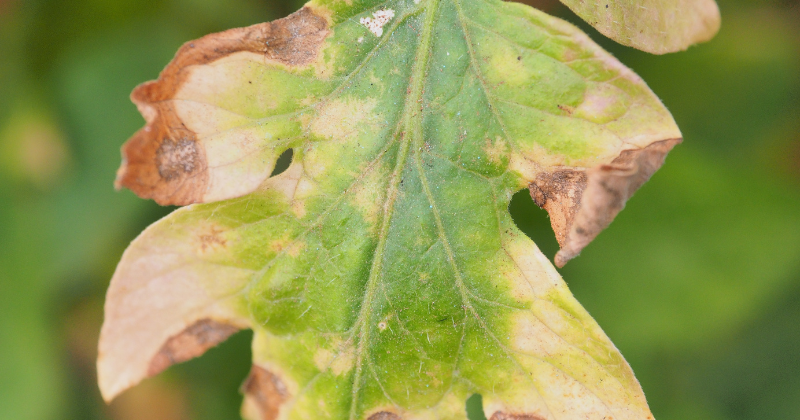 Les carences des plantes