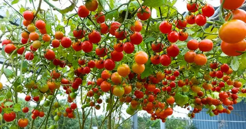 culture des tomates