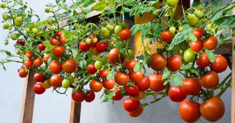 culture des tomates