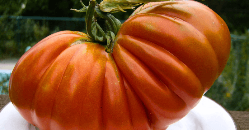 culture des tomates