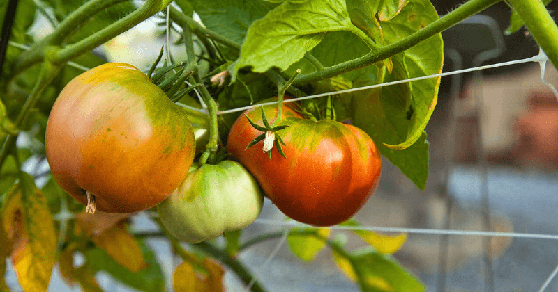 culture des tomates