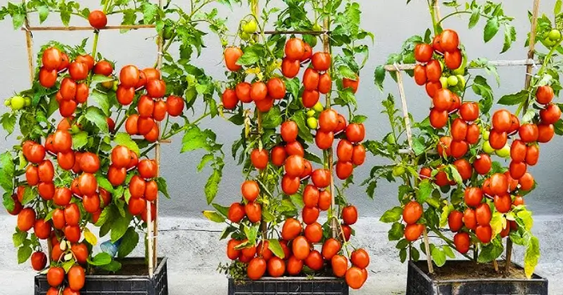 culture des tomates