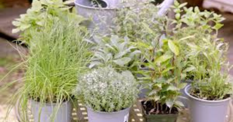 Herbes à Cultiver en Pots
