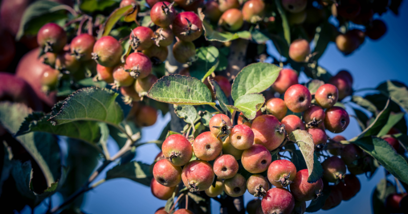 plantation en compagnonnage