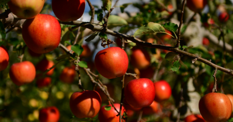 plantation en compagnonnage
