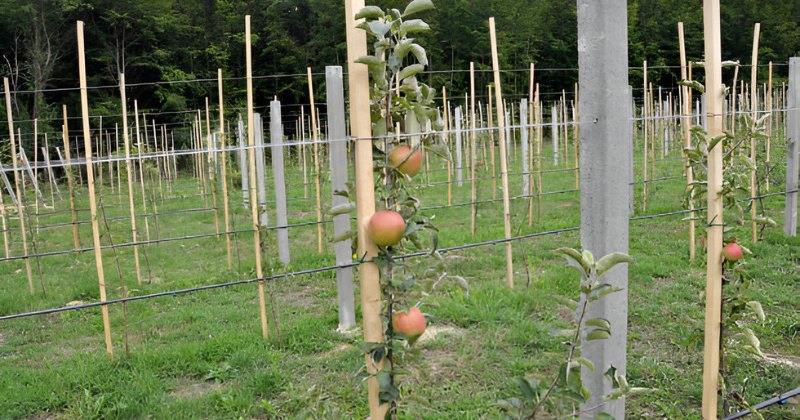 plantation en compagnonnage