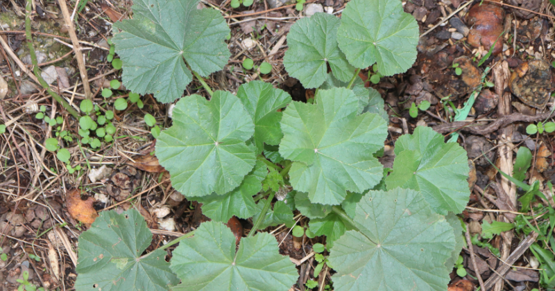mauve commune
