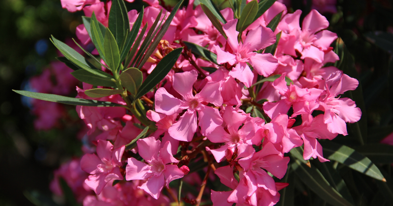 tailler le laurier rose