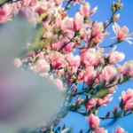 Des Fleurs