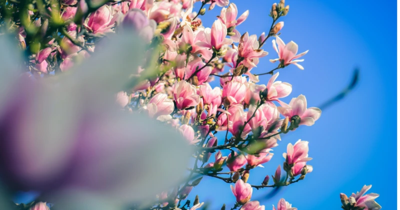 Des Fleurs