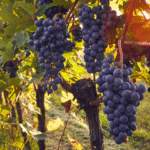 faire pousser des raisins