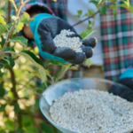 fertiliser les arbres fruitiers
