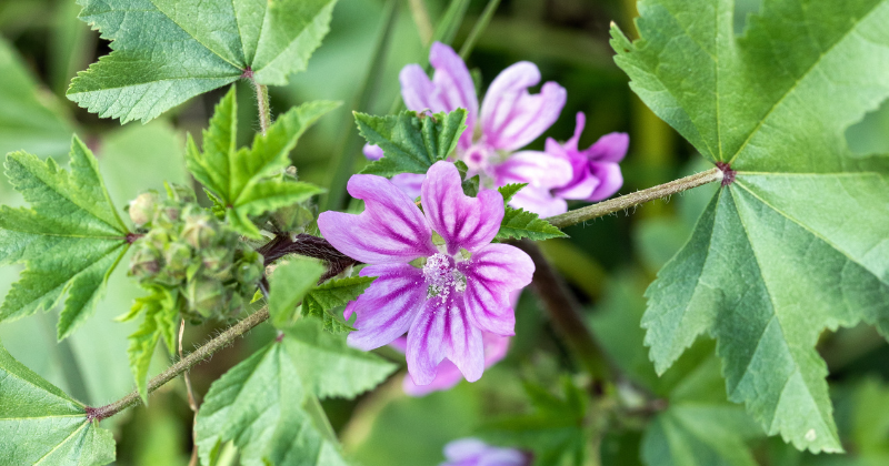 Malva sylvestris