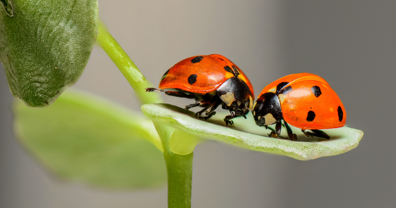 attirer les coccinelles