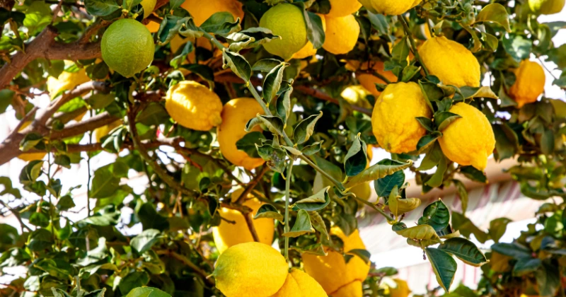 Pousser un citronnier