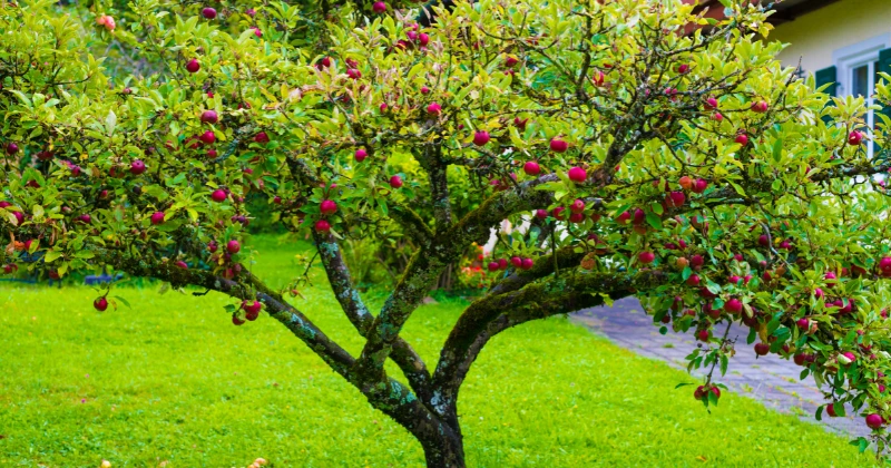 entretenir un arbre fruitier