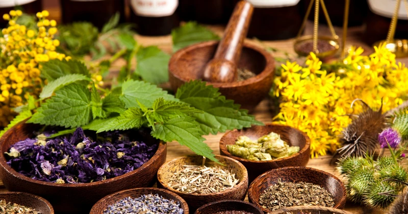 Plantes médicinales