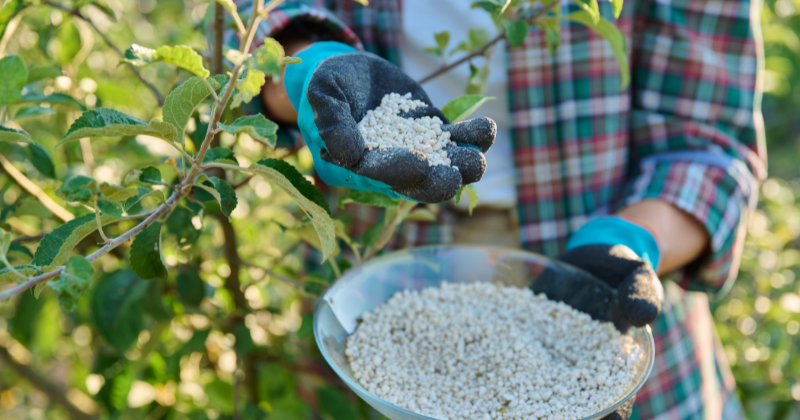 fertiliser les arbres fruitiers