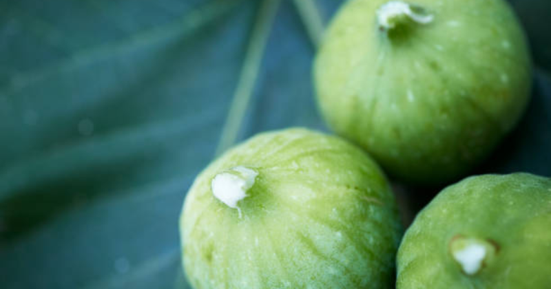 sève de figuier​