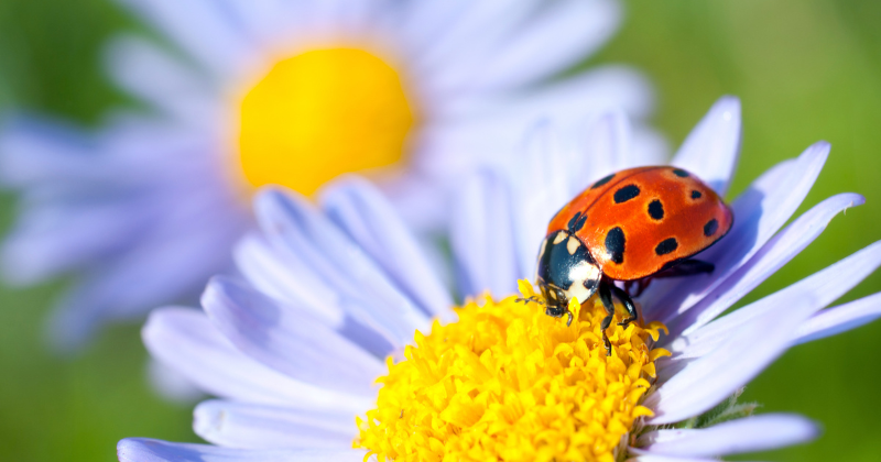 attirer les coccinelles