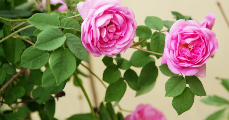 Faire pousser des roses