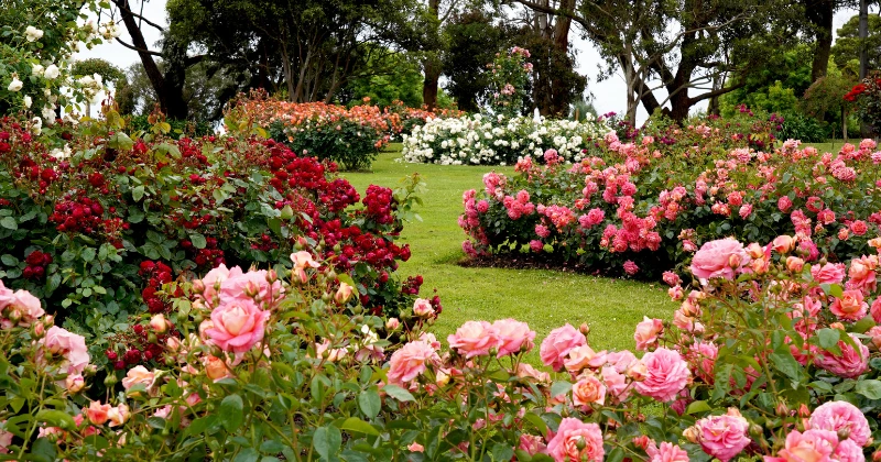 Engrais naturel pour rosiers