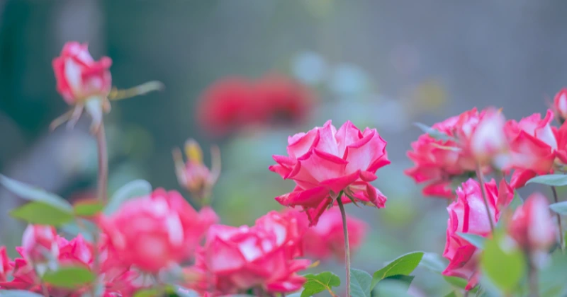 multiplier les roses