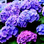 multiplier les hortensias