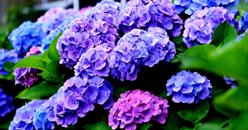 multiplier les hortensias