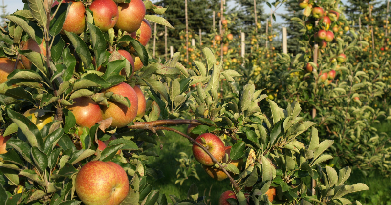 fertiliser les arbres fruitiers