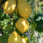 tailler un citronnier