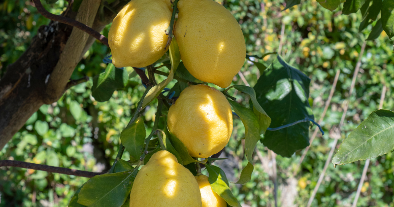 tailler un citronnier