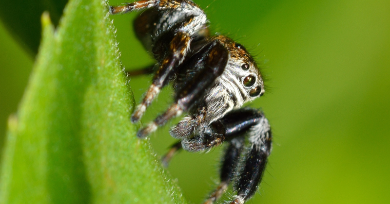 araignées