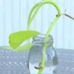 Plantes à Cultiver Dans L'eau