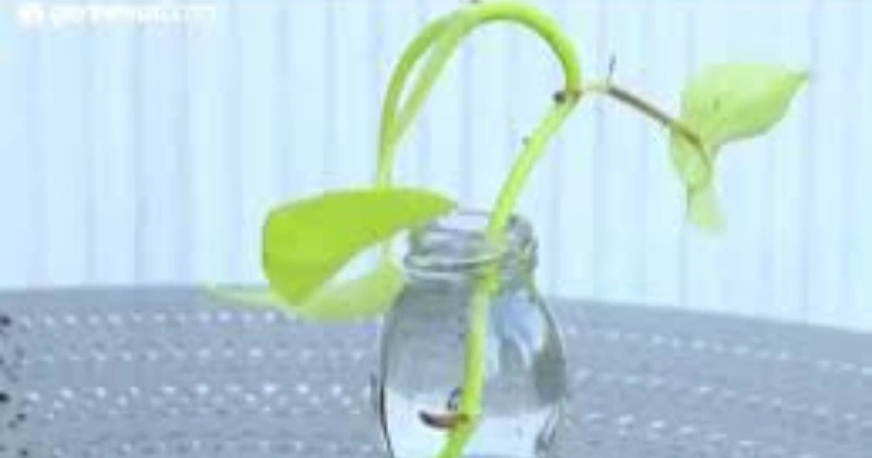 Plantes à Cultiver Dans L'eau