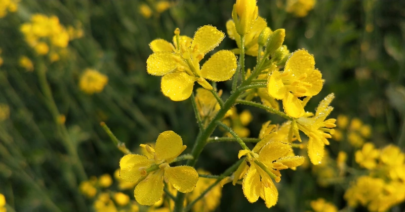 plantes qui dépolluent votre sol