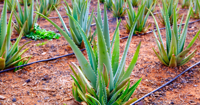 Culture de l'aloe vera