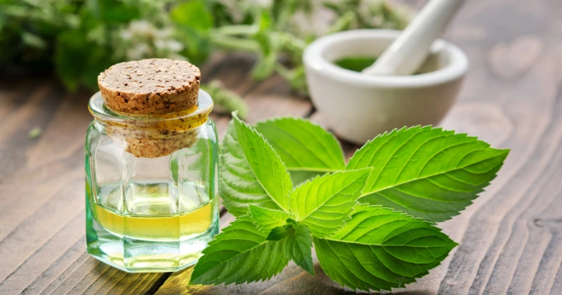 Menthe Poivrée