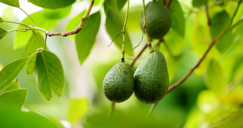 faire pousser un avocat