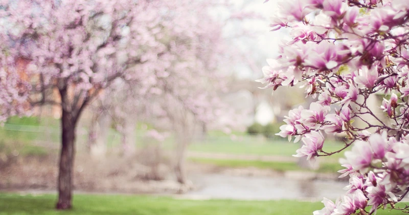 Arbres